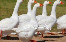 پرورش غاز آفریقایی برای اولین بار در کشور در ایستگاه تحقیقات کشاورزی شهرستان ملکان