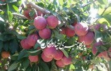کار آفرینی جوان مراغه‌ای با تولید میوه