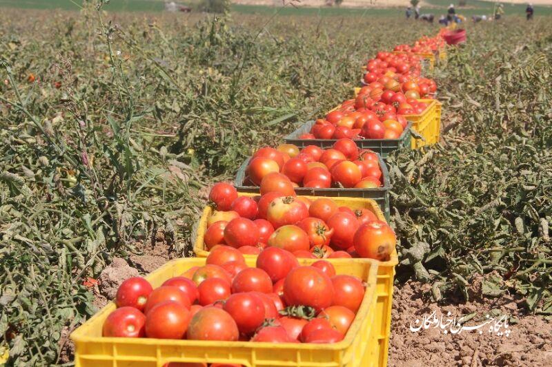 خرید تضمینی گوجه فرنگی توسط سازمان تعاون روستایی استان