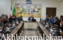 هشدار جدی درباره آفت سن گندم در آذربایجان شرقی