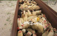 کشف ۹۶ رأس دام قاچاق درملکان