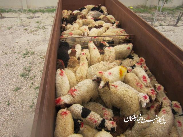 کشف ۹۶ رأس دام قاچاق درملکان