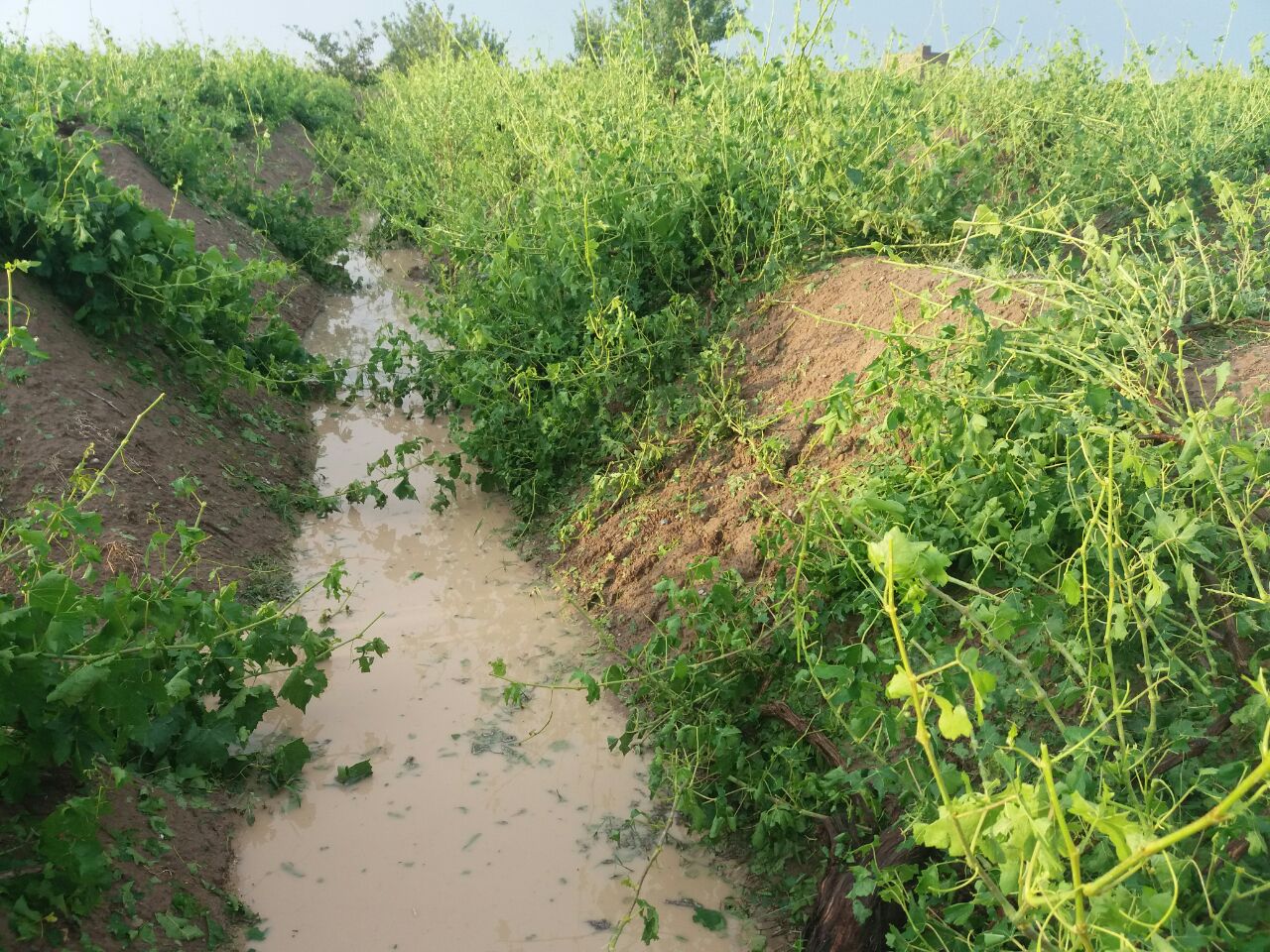 بارش تگرگ و باران به باغات انگور در برخی روستاهای شهرستان ملکان خساراتی وارد کرد!