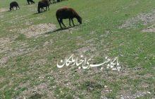 مجتمع ورزشی شهر لیلان به چراگاه گوسفندان تبدیل شده است!