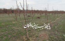 آغاز کار هرس کردن درختان سیب در شهرستان مراغه