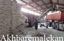 توزیع  ۱۴۲۵ تن انواع کودکشاورزی در شهرستان ملکان