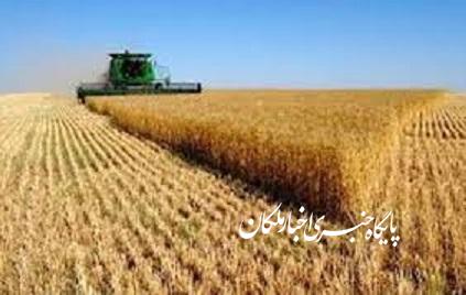 خرید بیش از ۱۱ هزار تن گندم از کشاورزان شهرستان ملکان