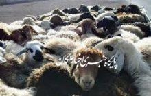 دستگیری سارق حرفه ای احشام با ۱۰ فقره سرقت در بناب
