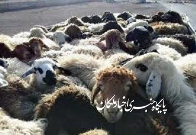 دستگیری سارق حرفه ای احشام با ۱۰ فقره سرقت در بناب