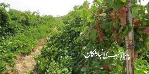 ضرورت ایجاد صنایع تبدیلی مرتبط با برگ انگور در شهرستان ملکان