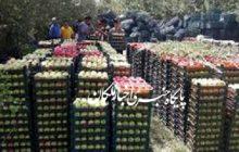 آغاز فصل برداشت سیب در شهرستان مراغه