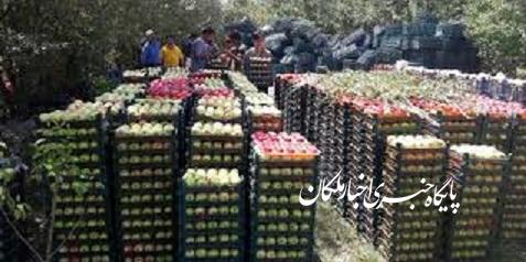 آغاز فصل برداشت سیب در شهرستان مراغه