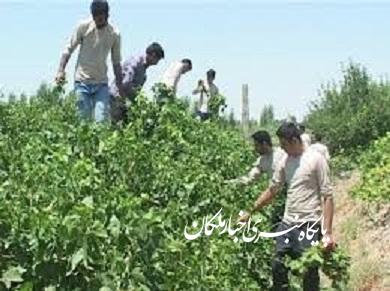 توزیع ۱۲۰۰ تن کود شیمیایی اوره بین کشاورزان و باغداران ملکان