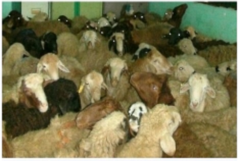 کشف ۲۸۴راس دام قاچاق در آذربایجان شرقی