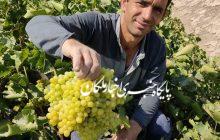 گزارش تصویری اخبار ملکان از برداشت انگور در شهرستان ملکان