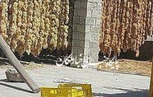 تولید ۴۰ هزار تن کشمش در شهرستان بناب