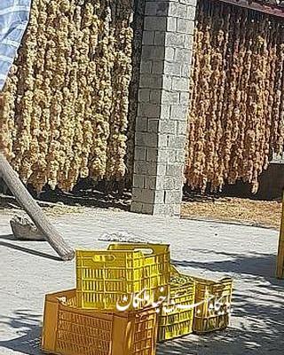 تولید ۴۰ هزار تن کشمش در شهرستان بناب