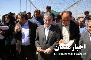 بازدید وزیر جهادکشاورزی از چند طرح کشاورزی شهرستان ملکان