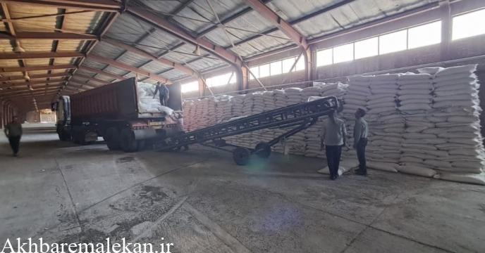 توزیع ۳۹۰ تن کود اوره در بین کشاورزان شهرستان ملکان طی فروردین و اردیبهشت سالجاری