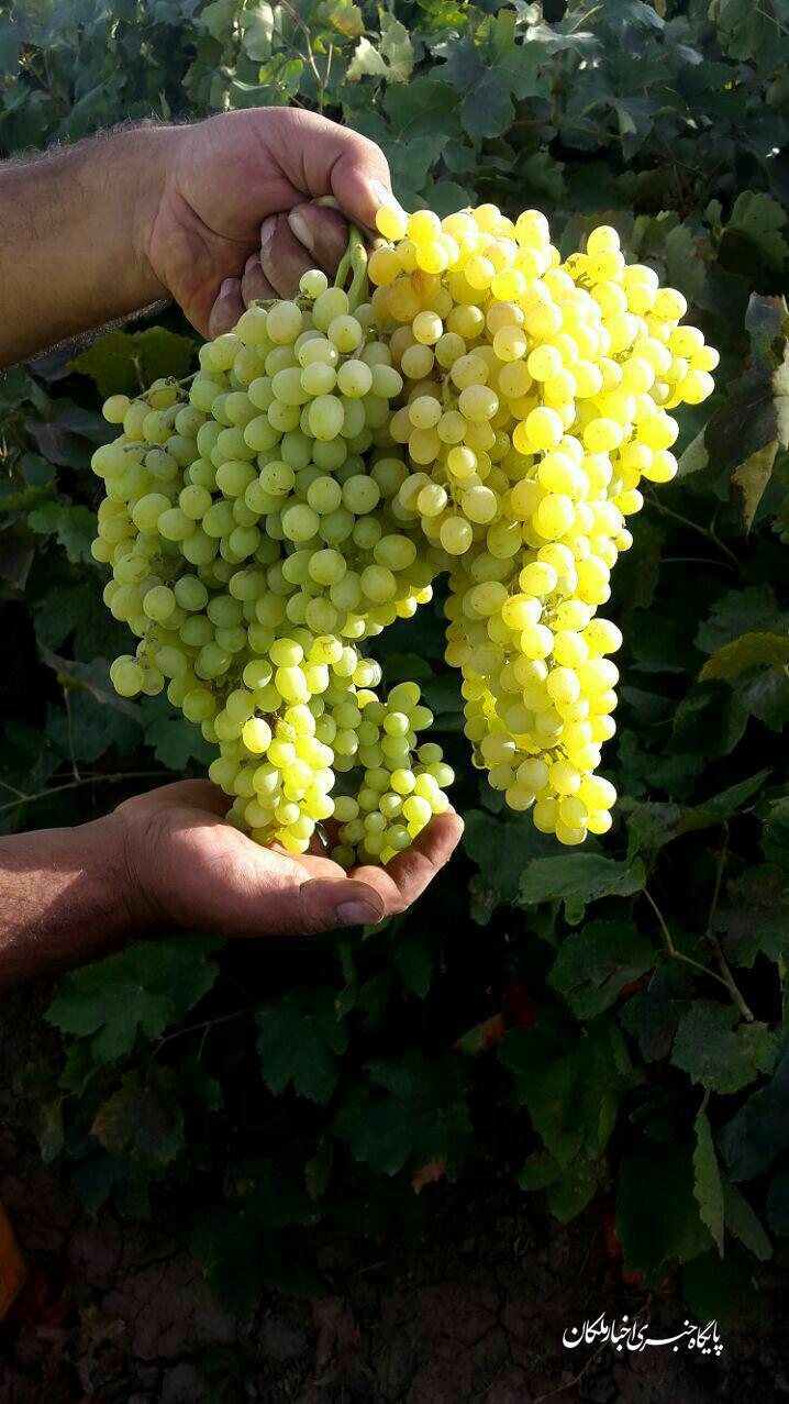 پرورش خوشه‌های انگور به وزن پنج کیلوگرم توسط باغدار روستای تازه قلعه!