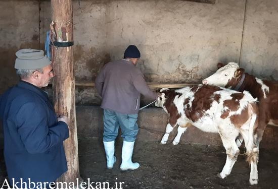 واکسیناسیون رایگان دام به مناسبت هفته بصیرت در شهرستان ملکان