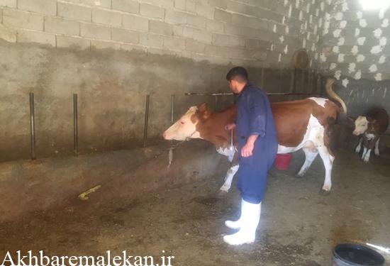 عملکرد اداره دامپزشکی شهرستان ملکان در هفته دامپزشکی