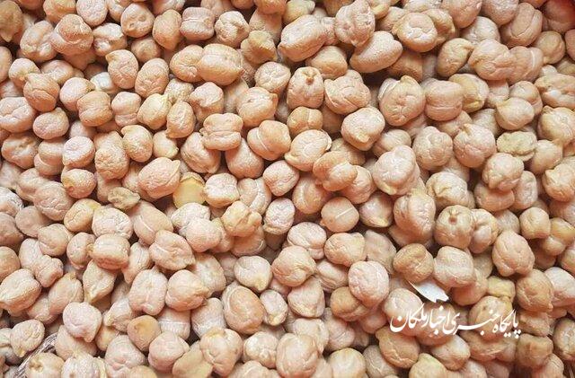 کشت مکانیزه نخود برای نخستین بار در مراغه
