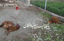 حمله گرگ‌های گرسنه به ۱۱ راس گوسفند در اهر