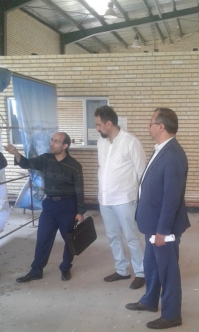 آغاز عملیات کشت زعفران گلخانه ای در دانشگاه آزاد اسلامی ملکان