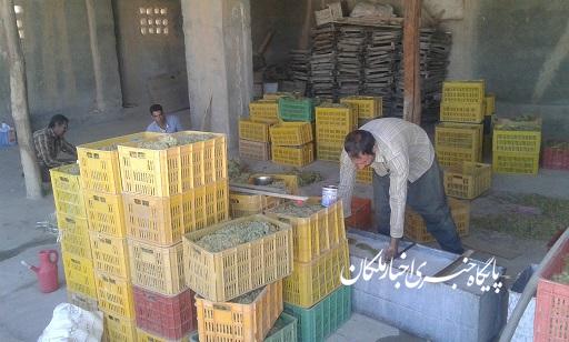 گزارش تصویری/فرآوری انگور به روش کشمش کالیفرنی در یکی از باغات شهر ملکان