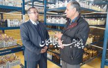 آغاز نخستین دوره برداشت زعفران در دانشگاه آزاد اسلامی ملکان