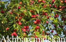۲ کشاورز مراغه ای مقام نمونه کشوری را کسب کردند