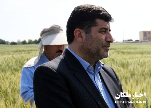 افزایش ۳۴ درصدی خرید گندم در استان آذربایجان شرقی