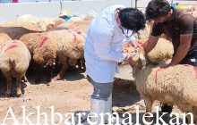 فعالیت ۸۸ اکیپ دامپزشکی ثابت و سیار برای نظارت بر ذبح شرعی و بهداشتی دام‌ها