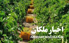 گزارش تصویری/ برداشت انگور و تهیه کشمش انگوری و تیزابی و دوشاب در شهرستان ملکان
