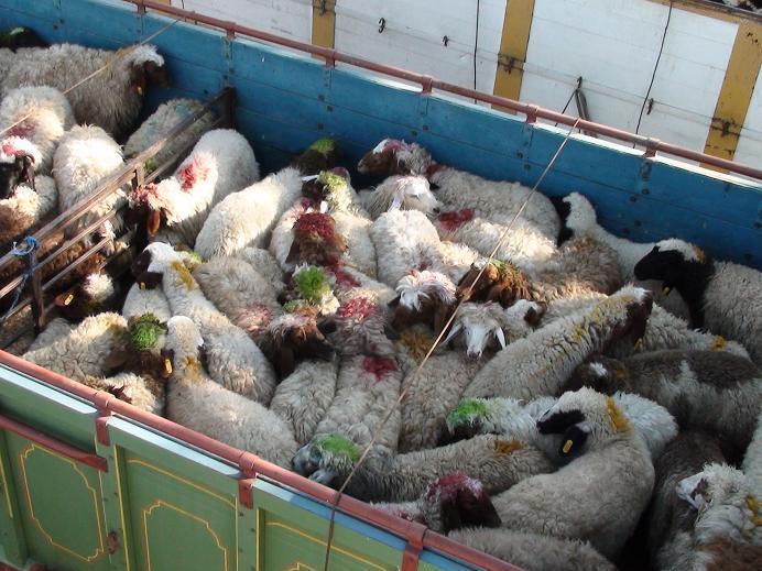 کشف دام قاچاق در ملکان