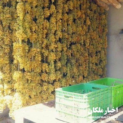 باغداران عزیز سموم و پودر کربنات پتاسیم را از مراکز مجاز و دارای پروانه فعالیت خریداری نمایند