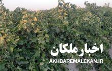 آغاز برداشت انگور از باغات شهرستان ملکان/پیش بینی کاهش ۷۰ درصدی محصول
