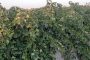 مراجعه به دفاتر رسمی برای ثبت نقل و انتقال خودرو ضروری نیست