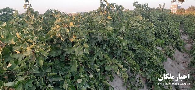 آغاز برداشت انگور از باغات شهرستان ملکان/پیش بینی کاهش ۷۰ درصدی محصول