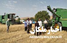 رشد ۷ برابری تولید گندم در شهرستان ملکان