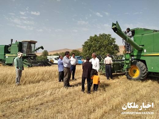 رشد ۷ برابری تولید گندم در شهرستان ملکان
