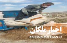 معدوم سازی ۱۵۰۰ کیلوگرم گلوتن ذرت فاسد و غیر قابل مصرف دامی در شهرستان ملکان