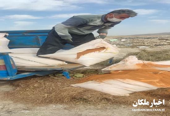 معدوم سازی ۱۵۰۰ کیلوگرم گلوتن ذرت فاسد و غیر قابل مصرف دامی در شهرستان ملکان