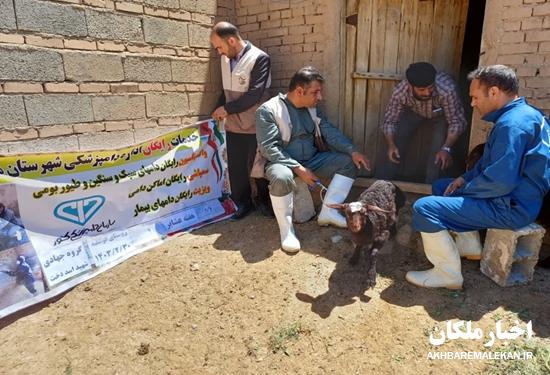 واکسیناسیون ۲۴۰۰ راس دام و طیور در شهرستان ملکان