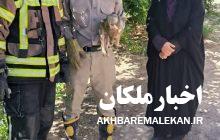 نجات یک قلاده گرگ در روستای خانکندی توسط محیط بانان ملکان