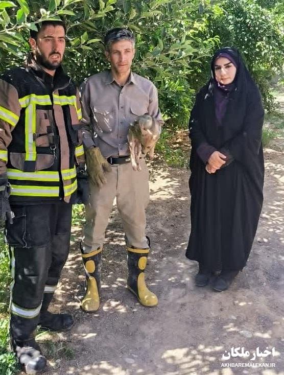 نجات یک قلاده گرگ در روستای خانکندی توسط محیط بانان ملکان