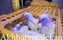 کشف ۱ هزارو ۶۴۷ قطعه مرغ زنده خارج از شبکه توزیع در مراغه