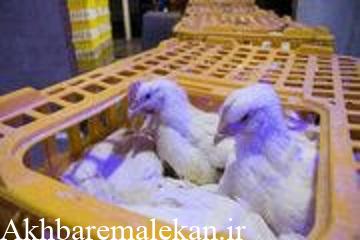 کشف ۱ هزارو ۶۴۷ قطعه مرغ زنده خارج از شبکه توزیع در مراغه