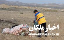 معدوم سازی ۲۵۰ کیلوگرم گوشت مرغ تاریخ گذشته در شهرستان ملکان